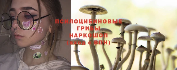 прущие грибы Ачинск