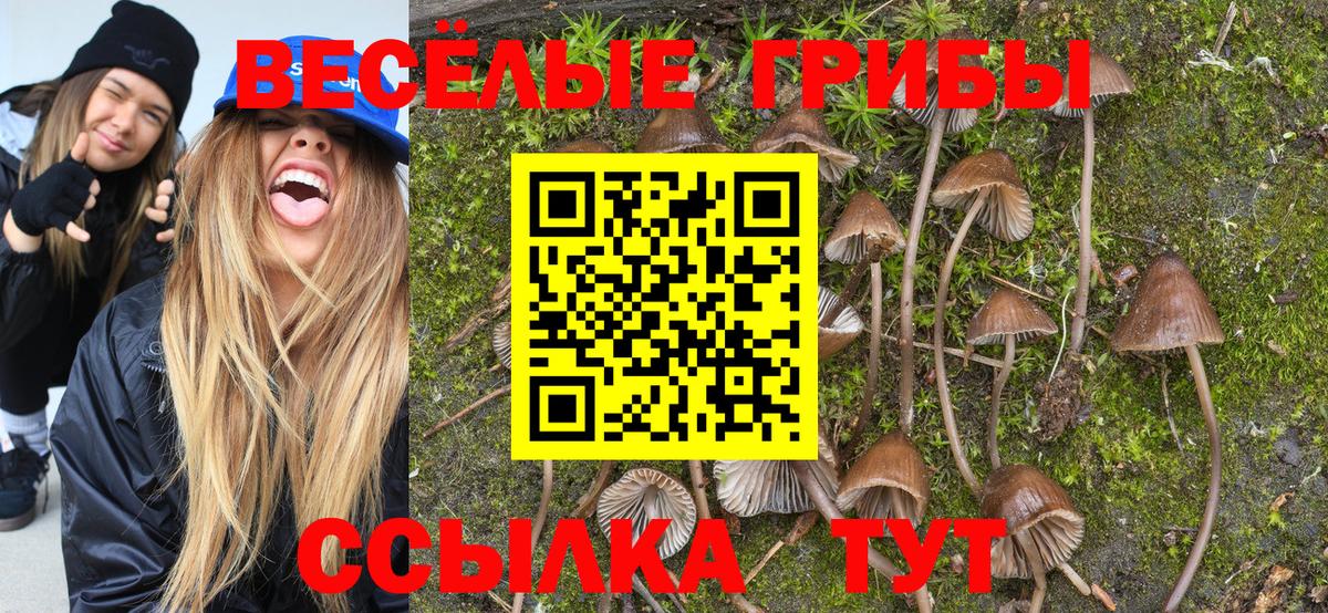 Галлюциногенные грибы Psilocybe Анжеро-Судженск